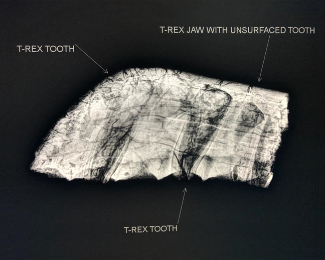 Acuren Helps American Paleo Find and Preserve Fossils